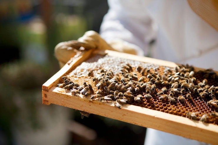 Professional beehive management for businesses