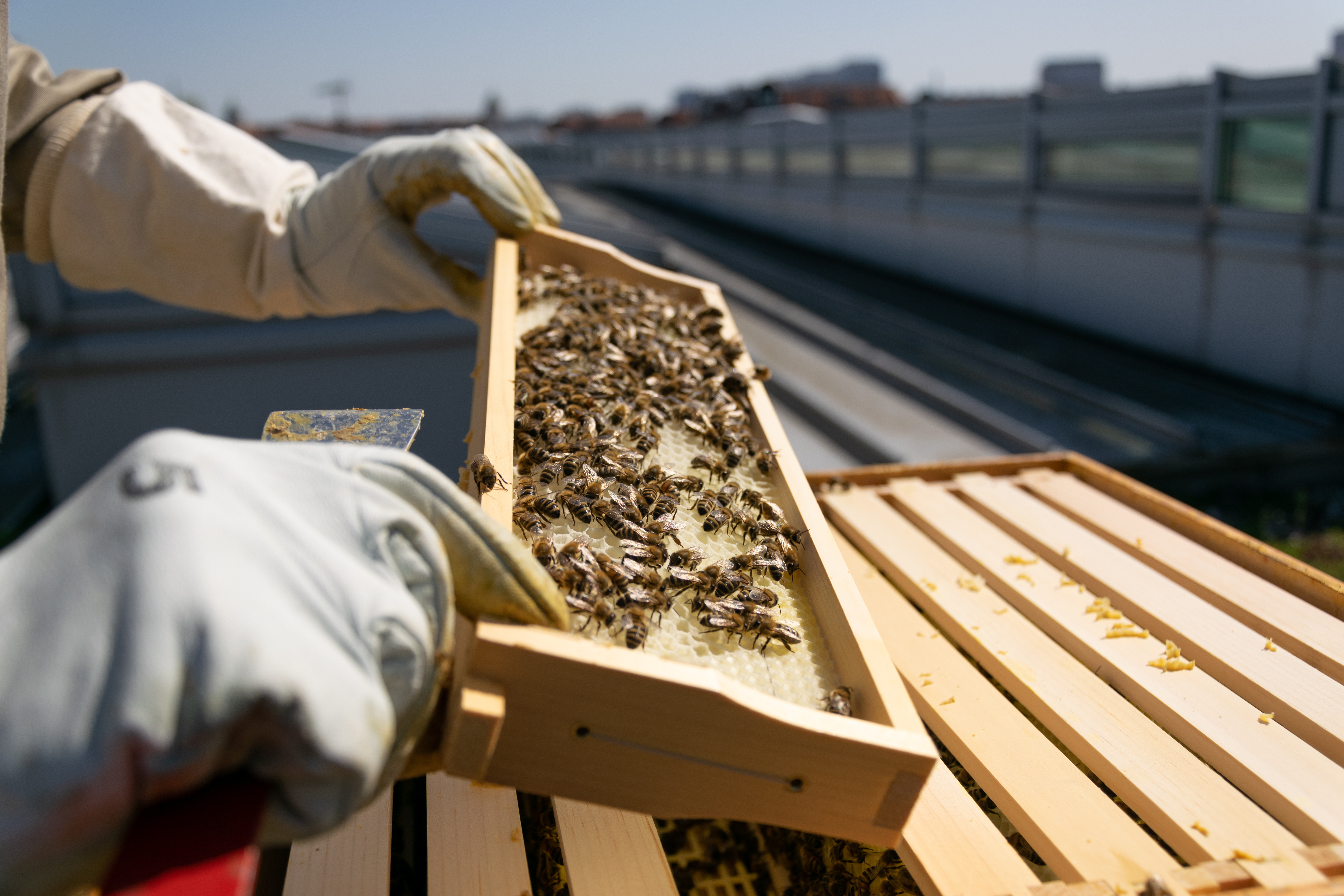 Beehive at a business location