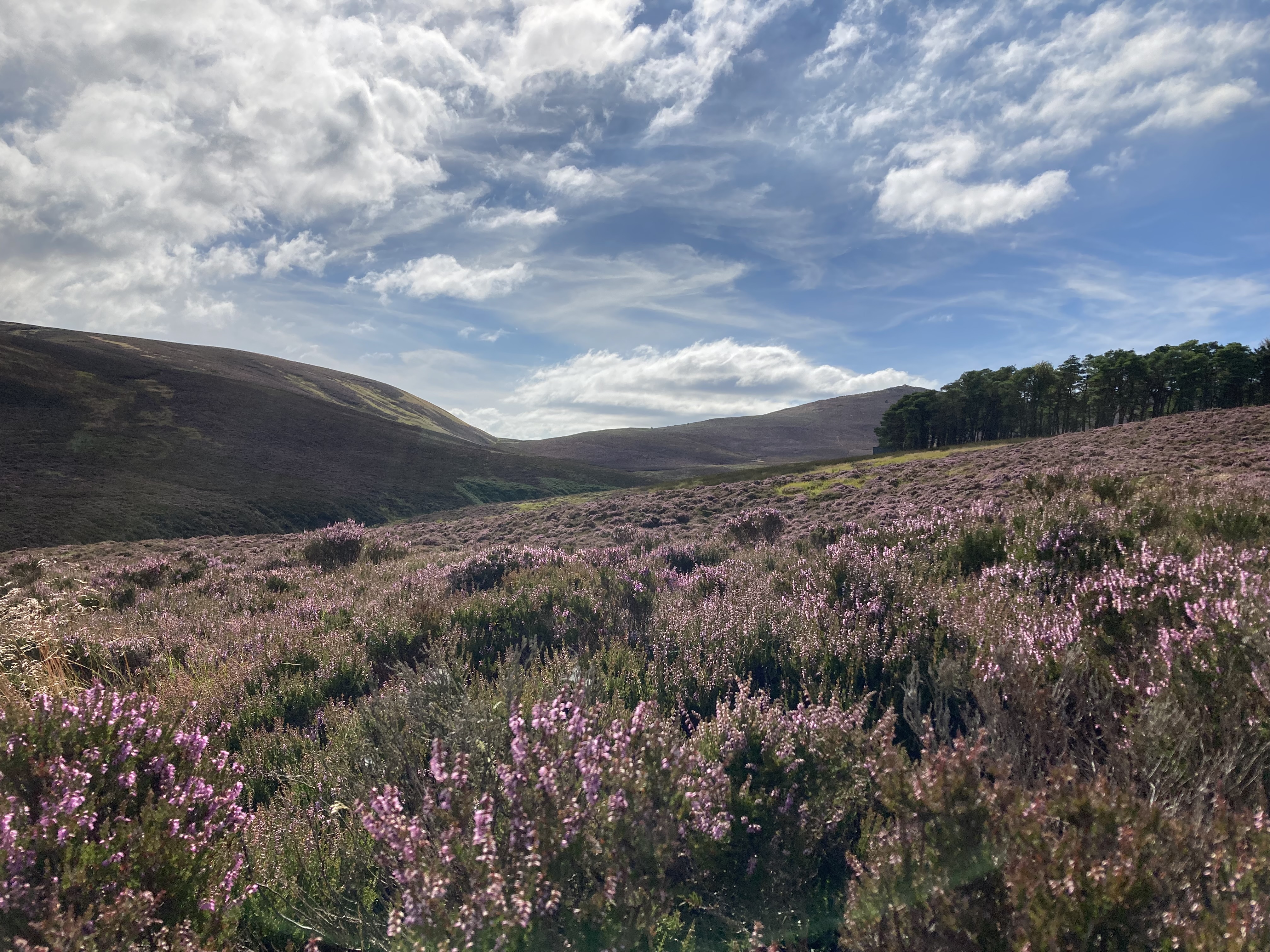 Corporate team visit to hives in Pentland heather